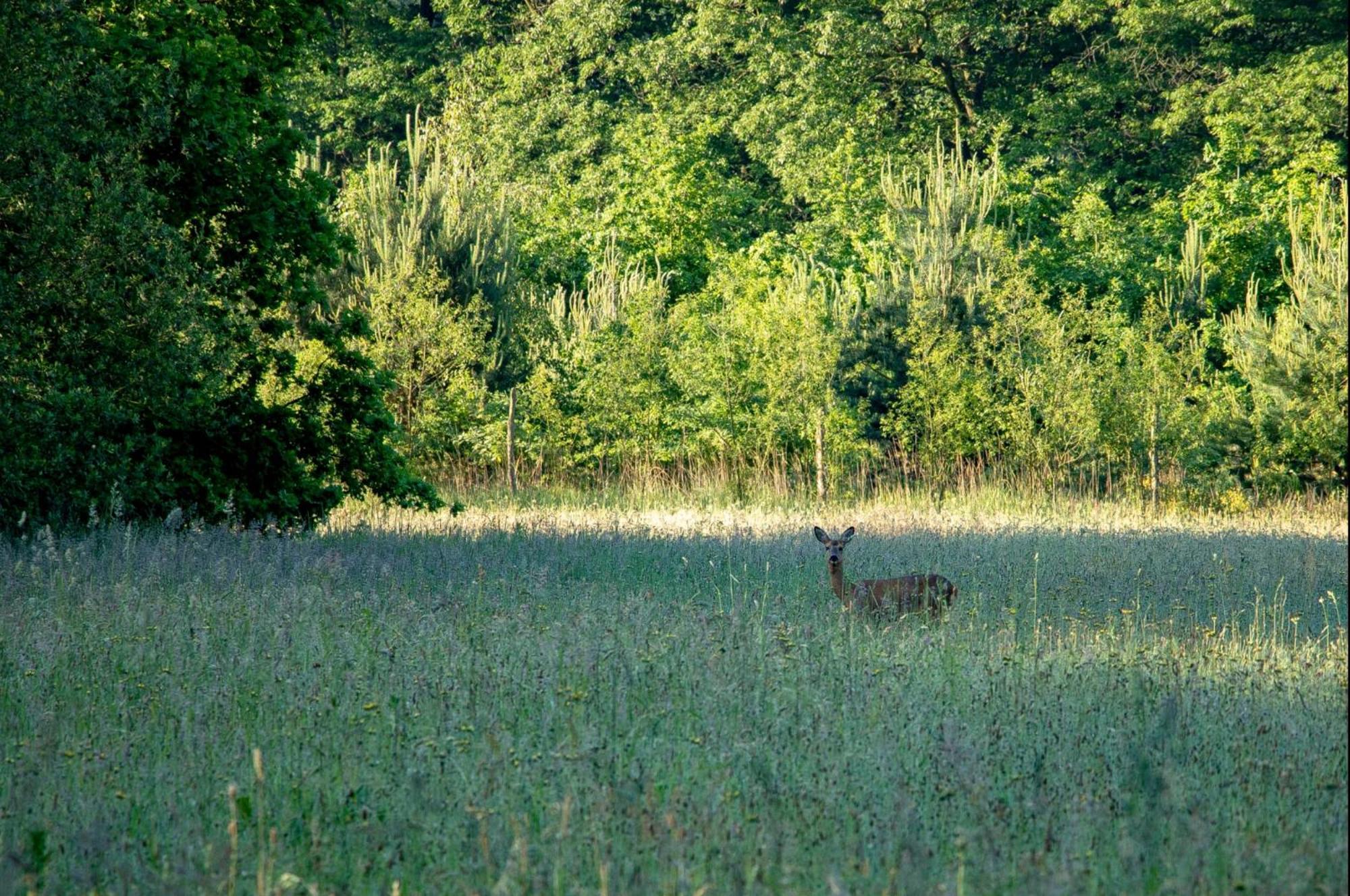 Vakantiewoning Heidebos In Het Nationaal Park Hoge Kempen Opglabbeek ภายนอก รูปภาพ